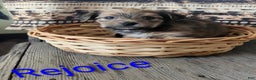 Yorkshire Terrier dogs for sale: Rejoice - Ad 4
