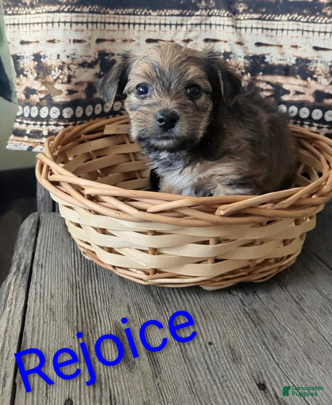 Yorkshire Terrier dogs for sale: Rejoice - Ad 4