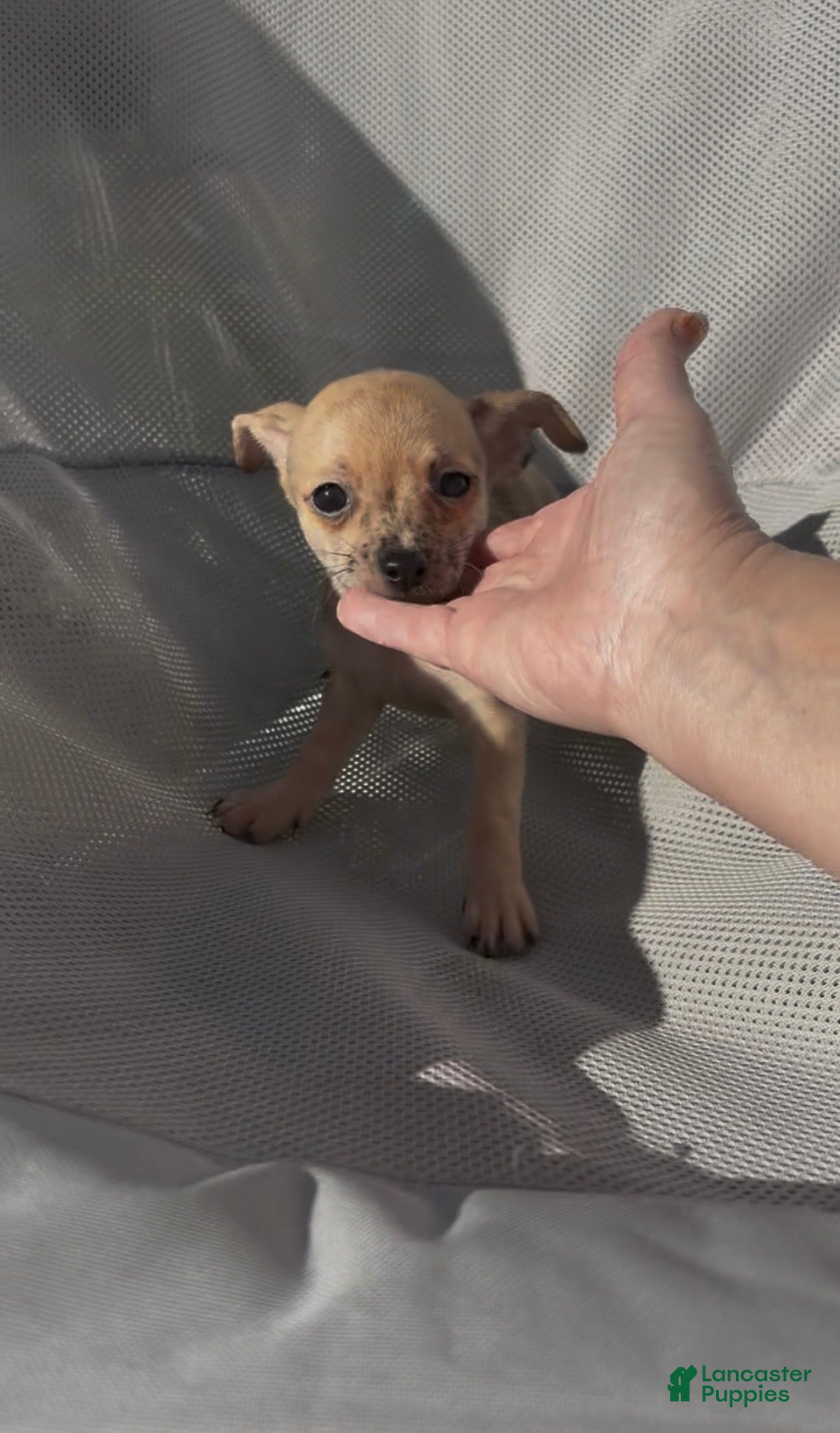 Chiweenie dogs Fireball - Ad 2