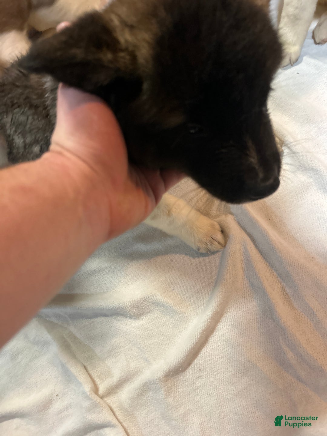 Akita dogs for sale: Akita Puppy 5 - Ad 1