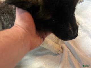 Akita dogs Akita Puppy 5 - Ad 8