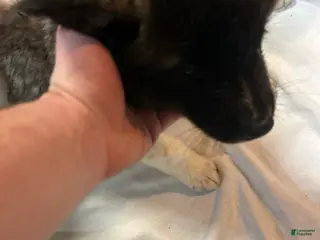 Akita dogs Akita Puppy 5 - Ad 11