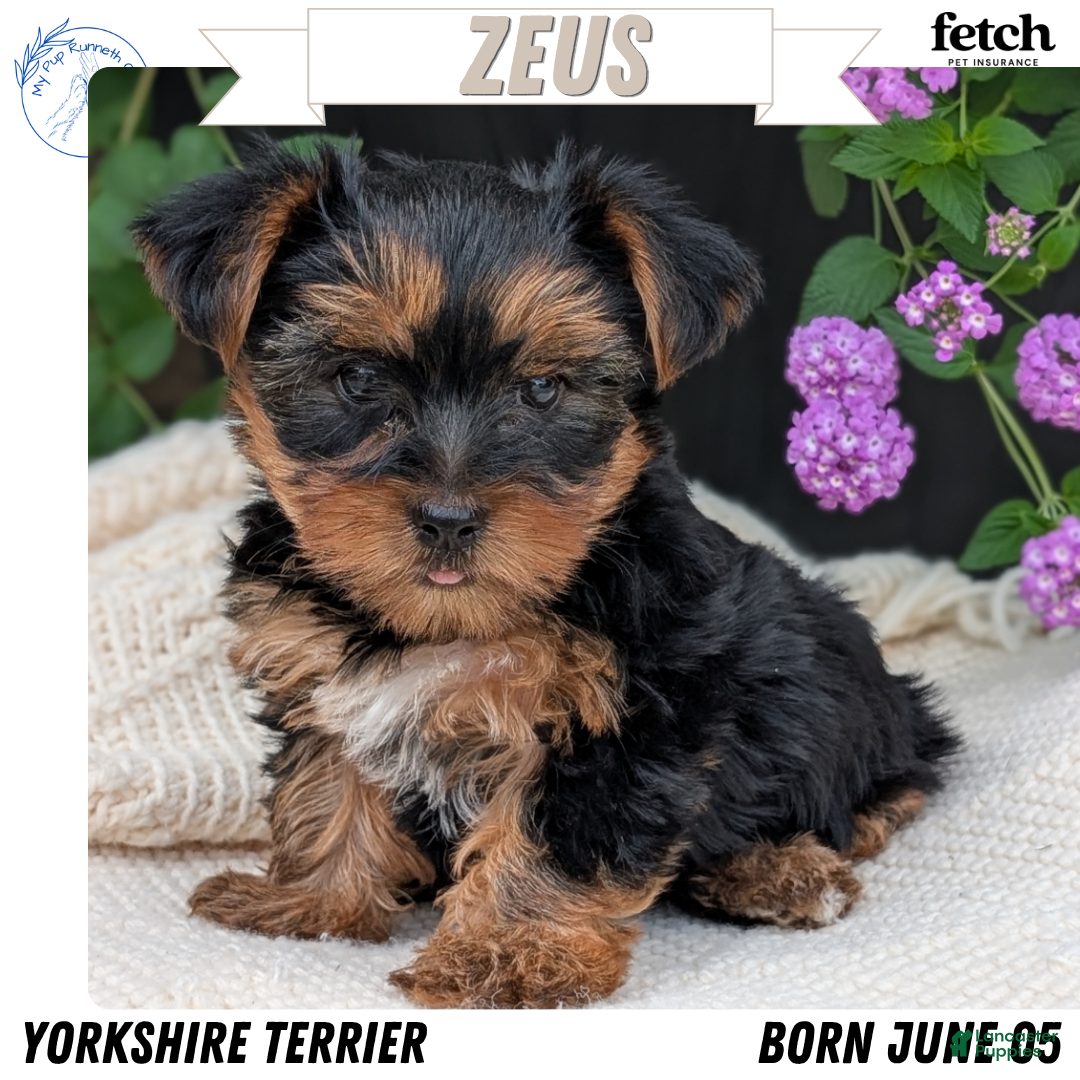 Yorkshire Terrier dogs Zeus - Ad 1