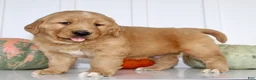 Golden Retriever dogs for sale: Brice Male AKC Golden Retriever - Ad 9