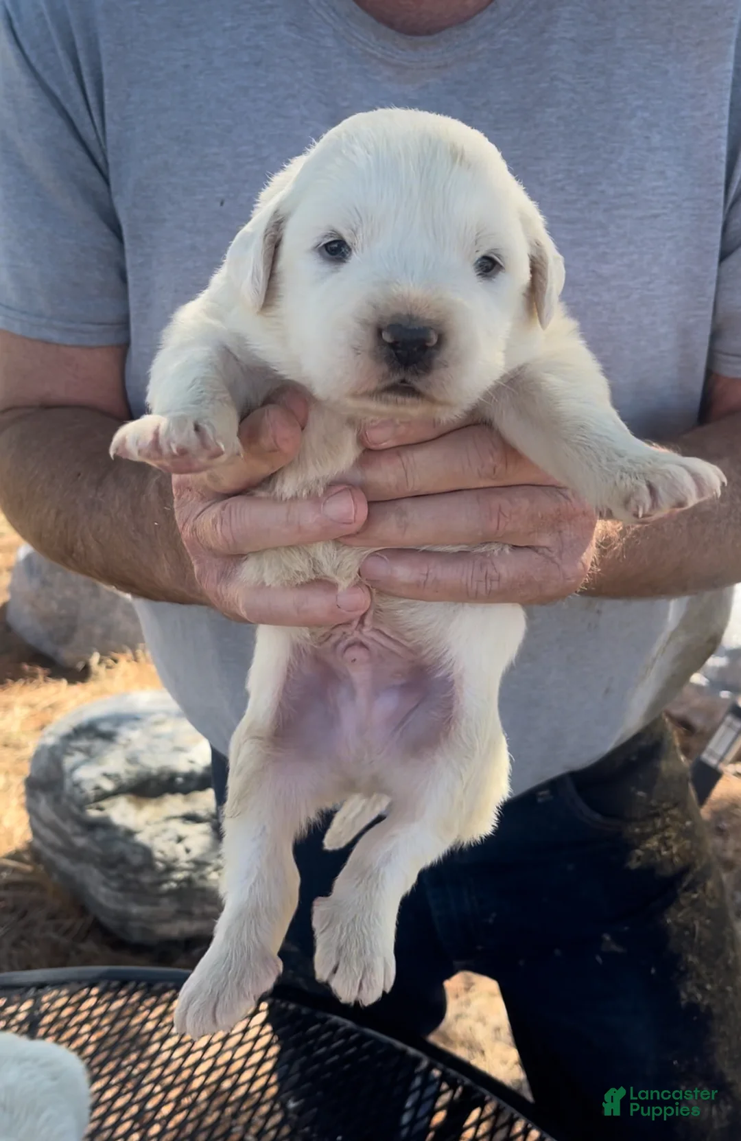 Mixed Breed dogs for sale: Mixed Breed Puppy 4 - Ad 1