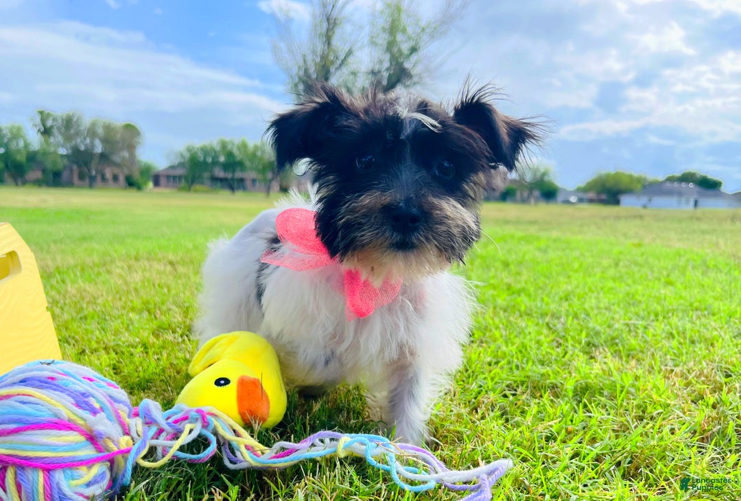 Miniature Schnauzer dogs for sale: Miniature Schnauzer Luna   - Ad 4