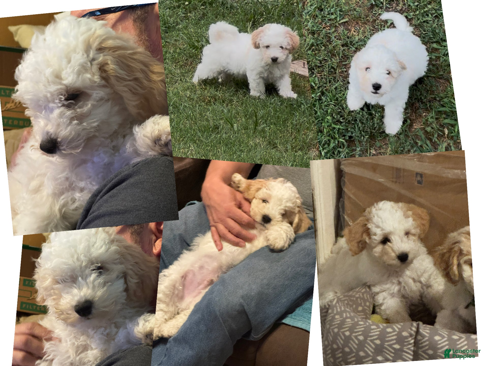 Mixed Breed dogs Dover - Ad 1
