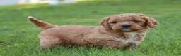 Miniature Labradoodle dogs for sale: Buddy  - Ad 4