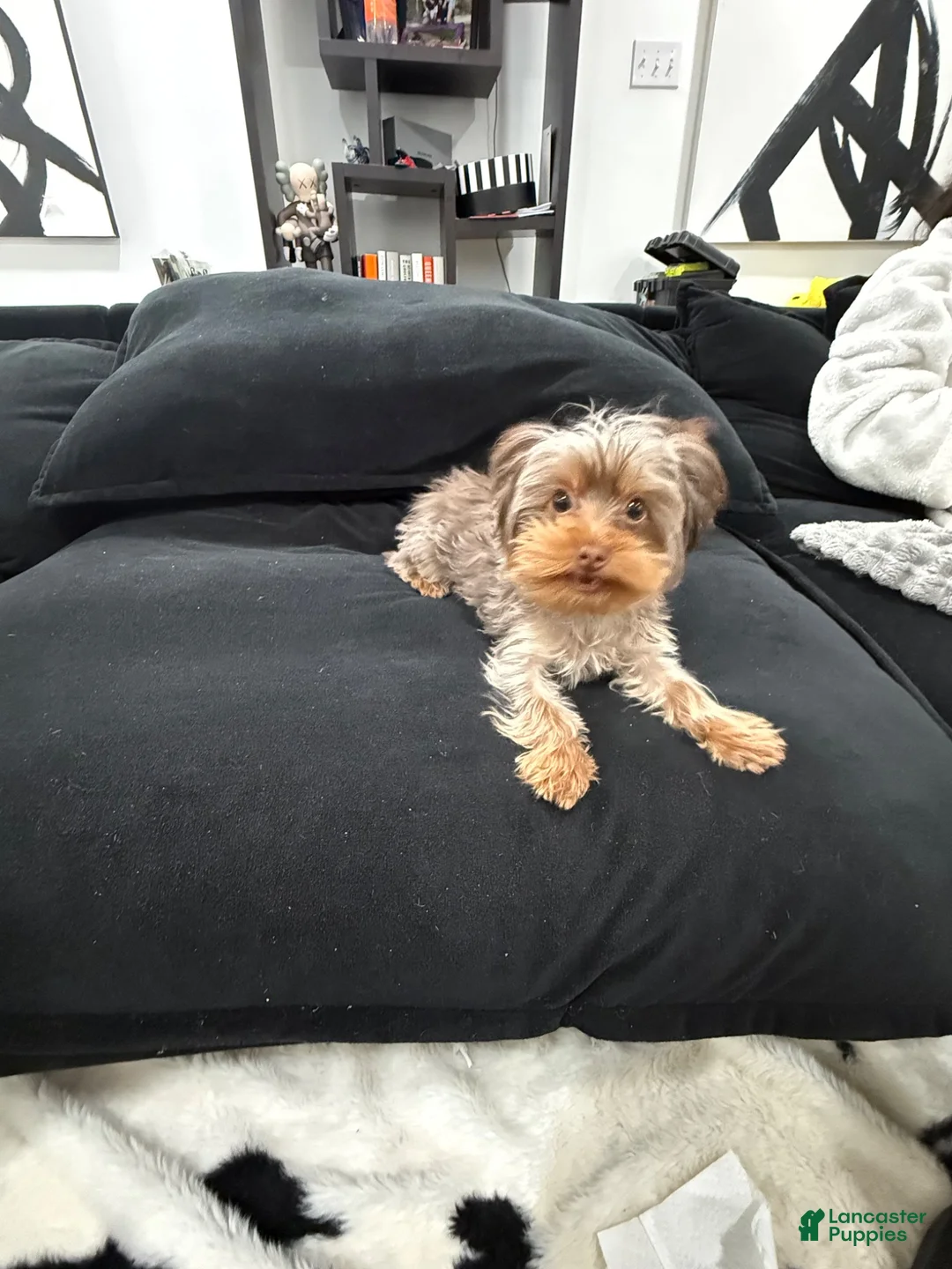 Yorkshire Terrier dogs for stud: Roman  - Ad 3