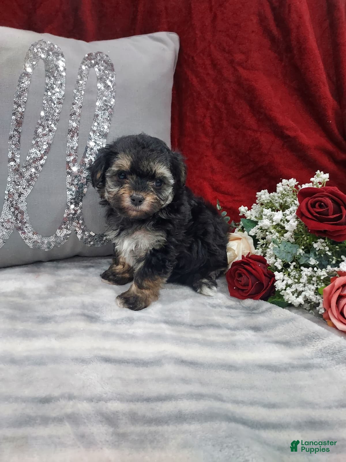 Mixed Breed dogs Ruby - Ad 8