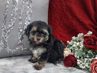 Mixed Breed dogs Ruby - Ad 42