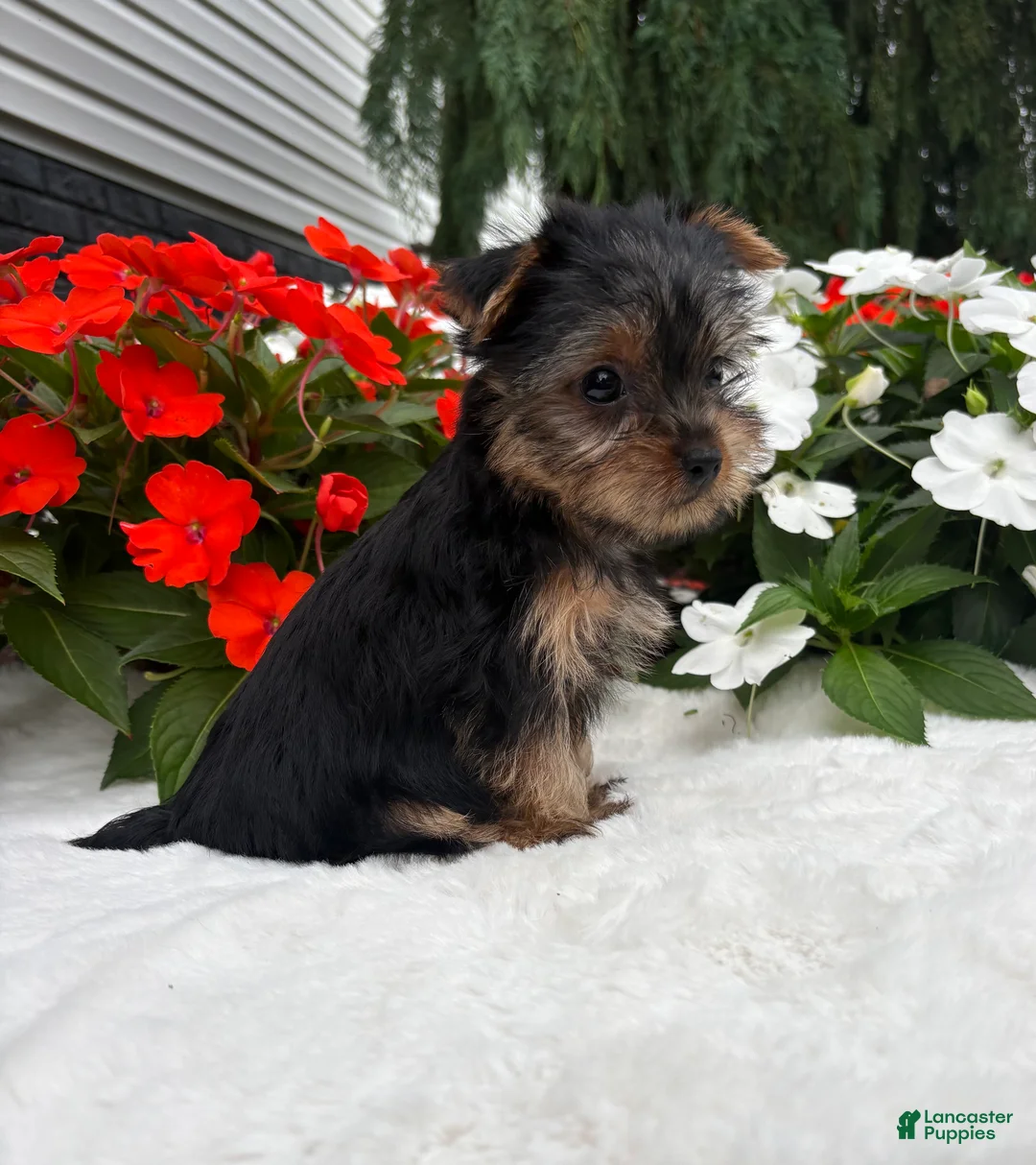 Yorkshire Terrier dogs for sale: Cassie - Ad 2