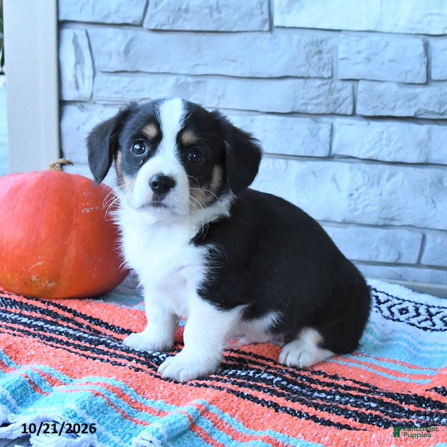 Mixed Breed dogs for sale: Shadow - Ad 1