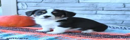 Mixed Breed dogs for sale: Shadow - Ad 1
