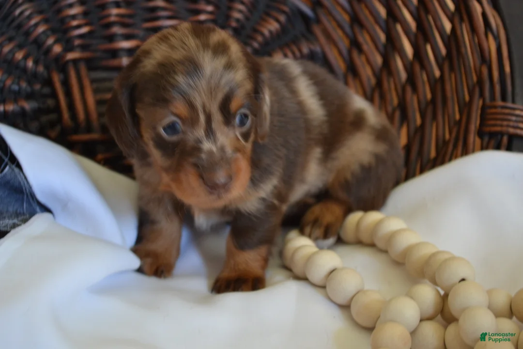 Dachshund dogs for sale: Sage - Ad 2