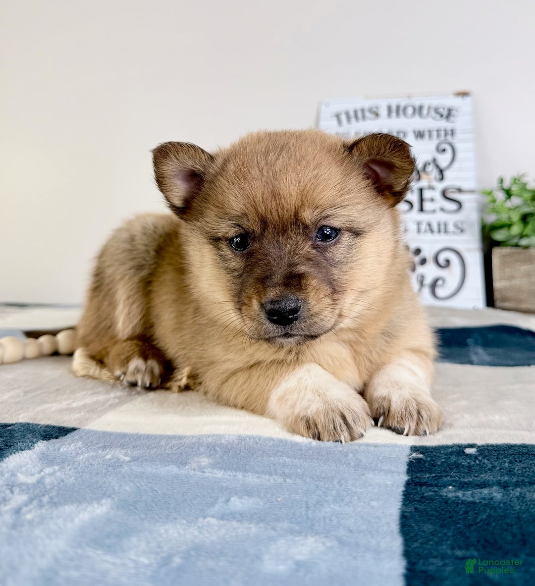 Mixed Breed dogs for sale: Pearl  - Ad 3