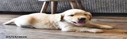 Mixed Breed dogs for sale: Thatcher - Ad 3