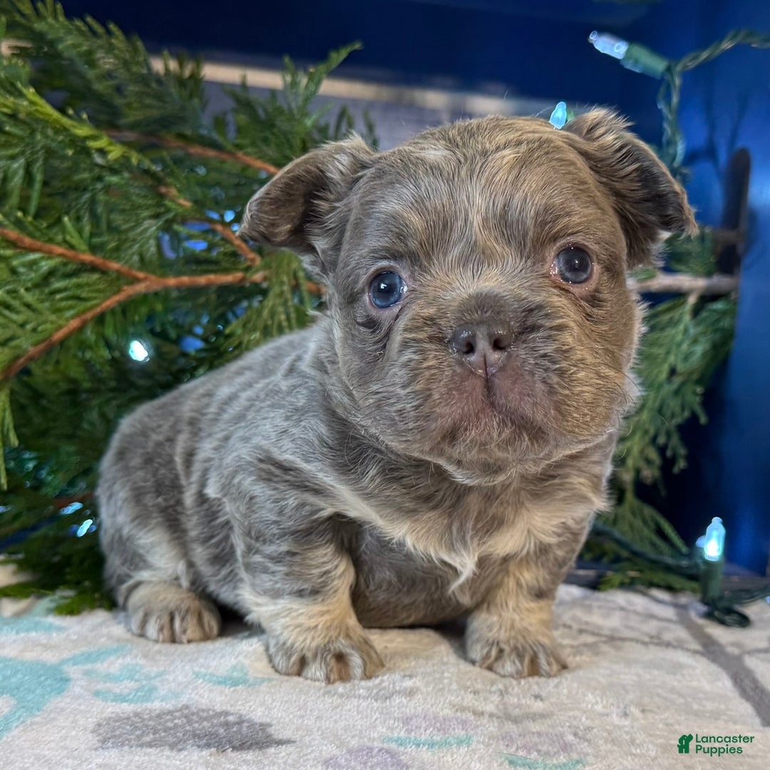 French Bulldog dogs for sale: Damon - Ad 3