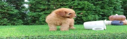 Toy Poodle dogs for sale: Faye - Ad 6