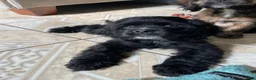 Cocker Spaniel dogs for sale: Billy - Ad 6