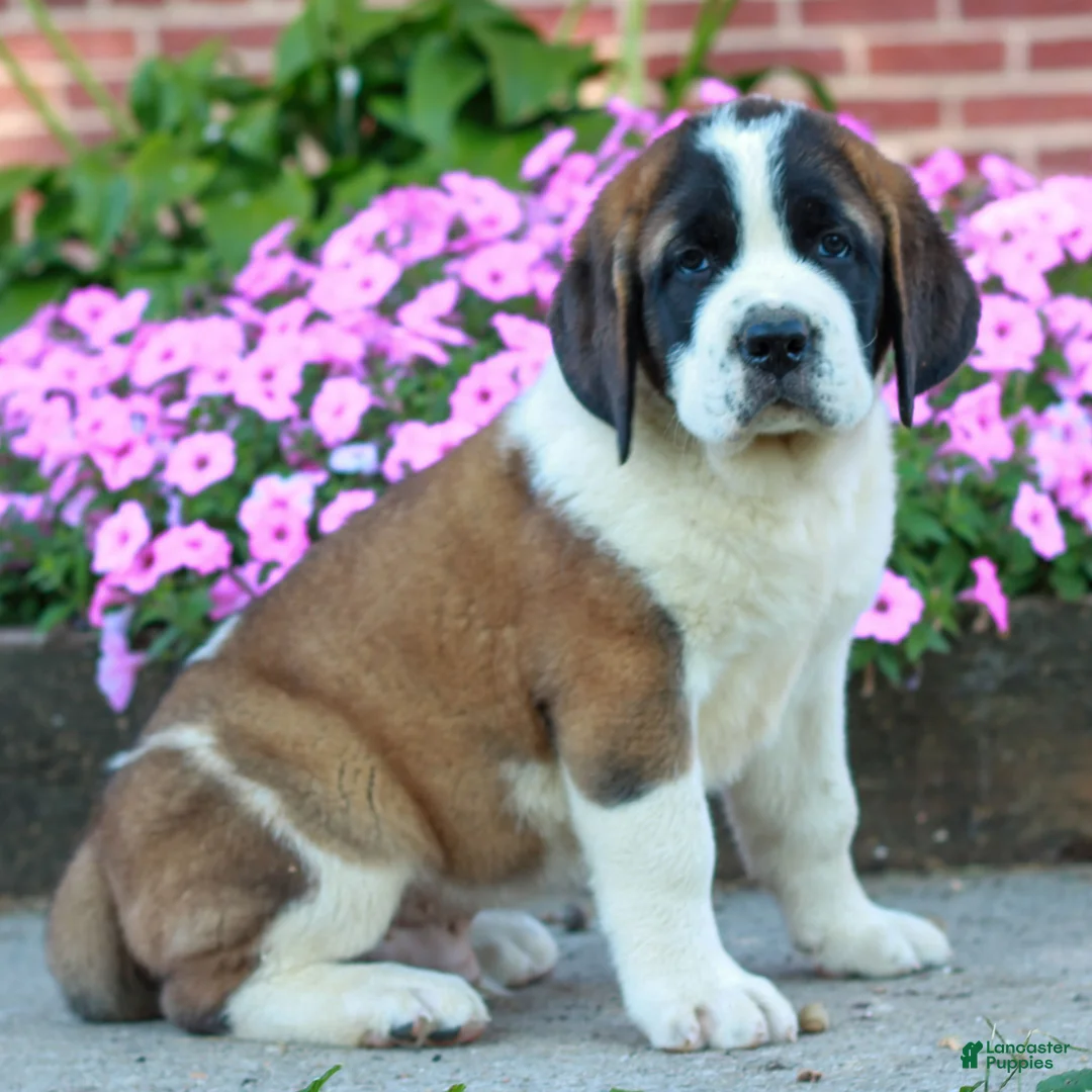 Saint Bernard dogs for sale: Ernie  - Ad 1