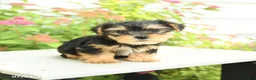 Yorkshire Terrier dogs for sale: Plum - Ad 2
