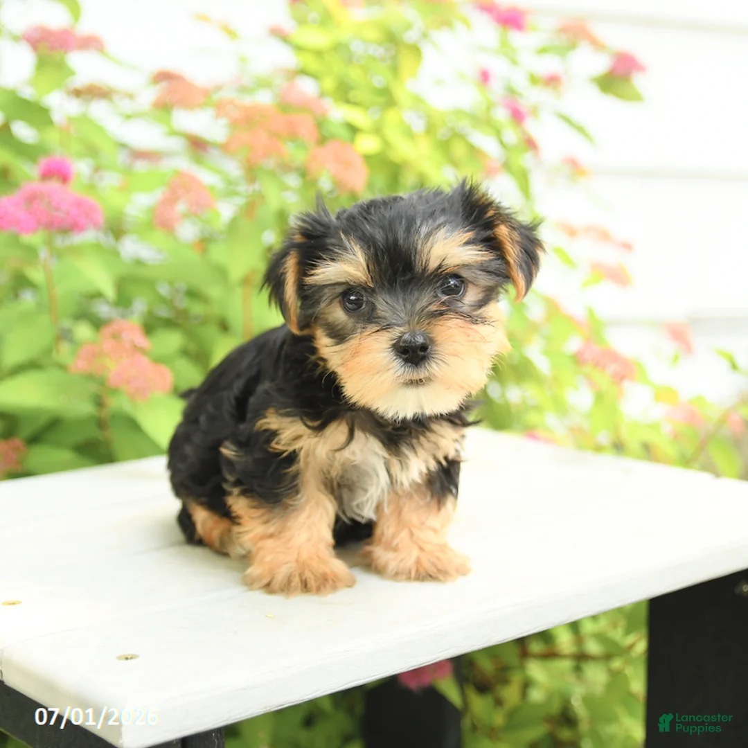 Yorkshire Terrier dogs for sale: Plum - Ad 2