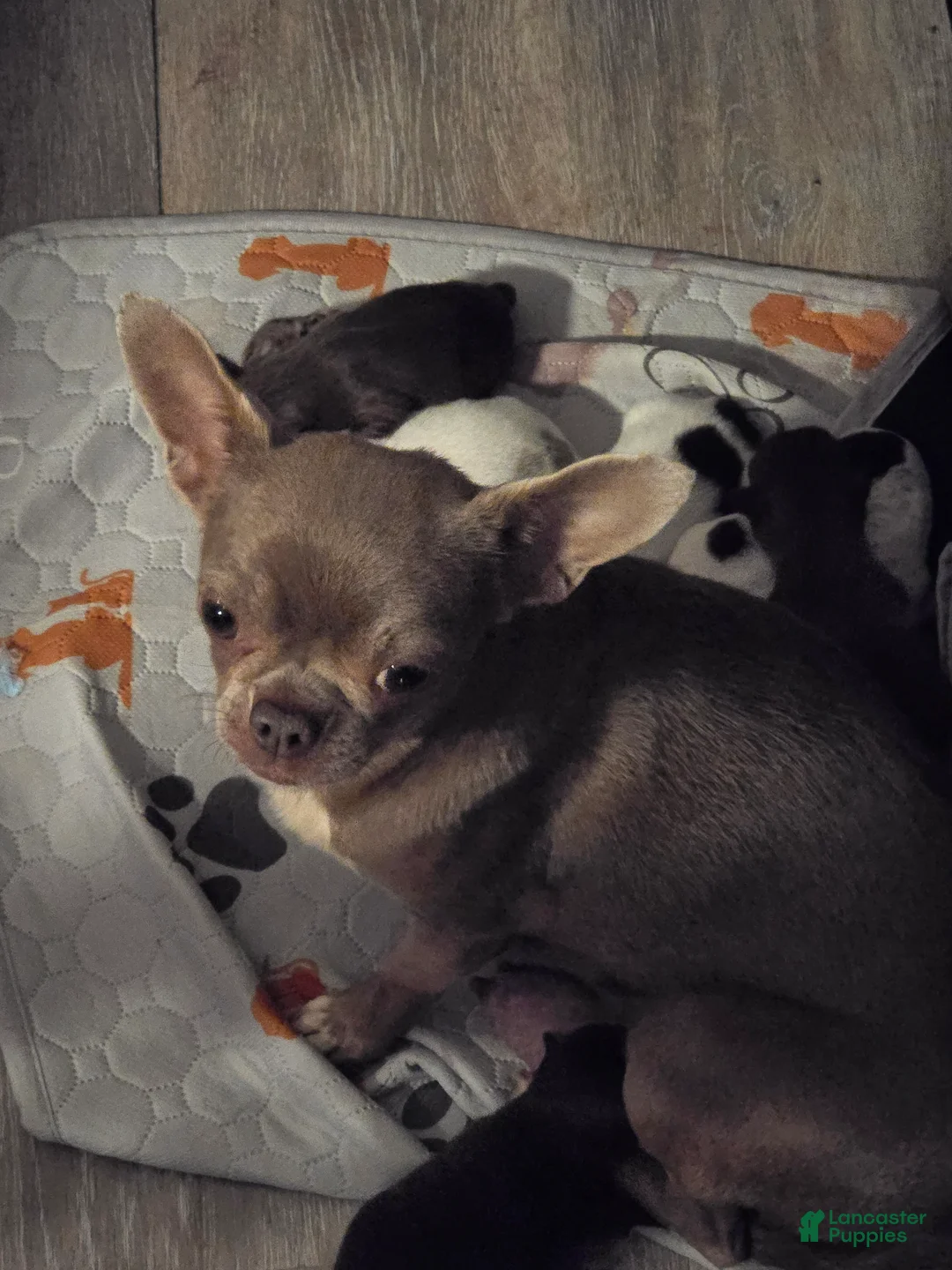 Chihuahua dogs for sale: Bianca - Ad 2