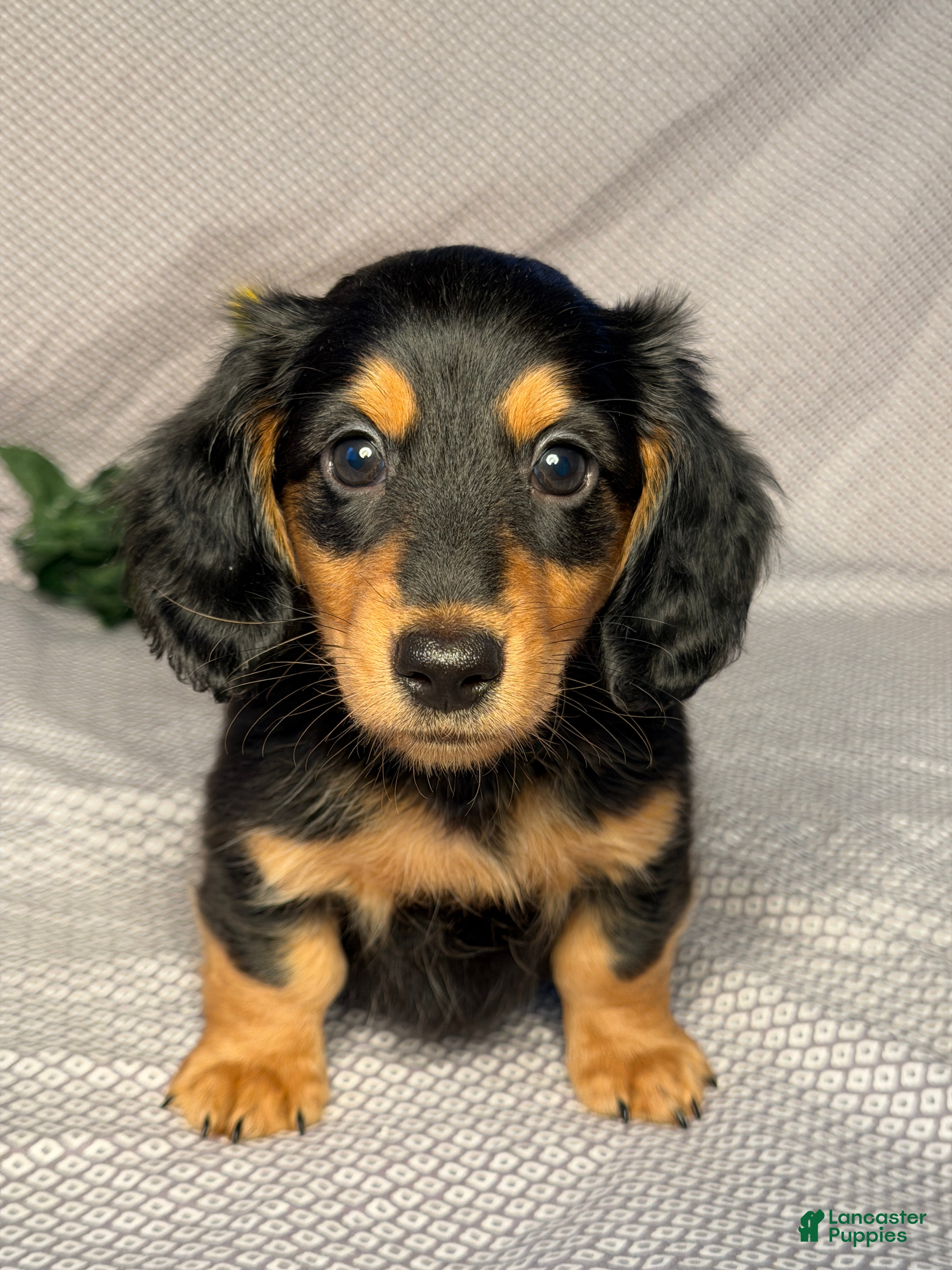 Miniature Dachshund dogs Jake  - Ad 1