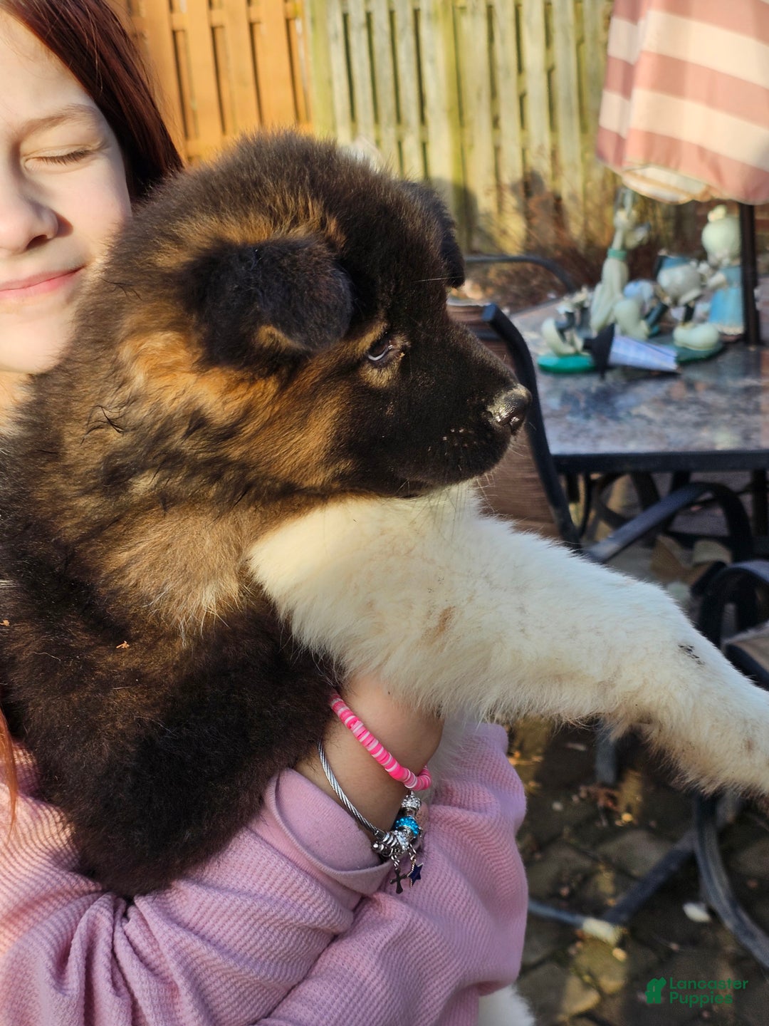 Akita dogs for sale: Chiane - Ad 2