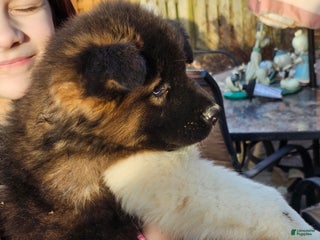 Akita dogs Chiane - Ad 31