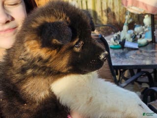 Akita dogs Chiane - Ad 36