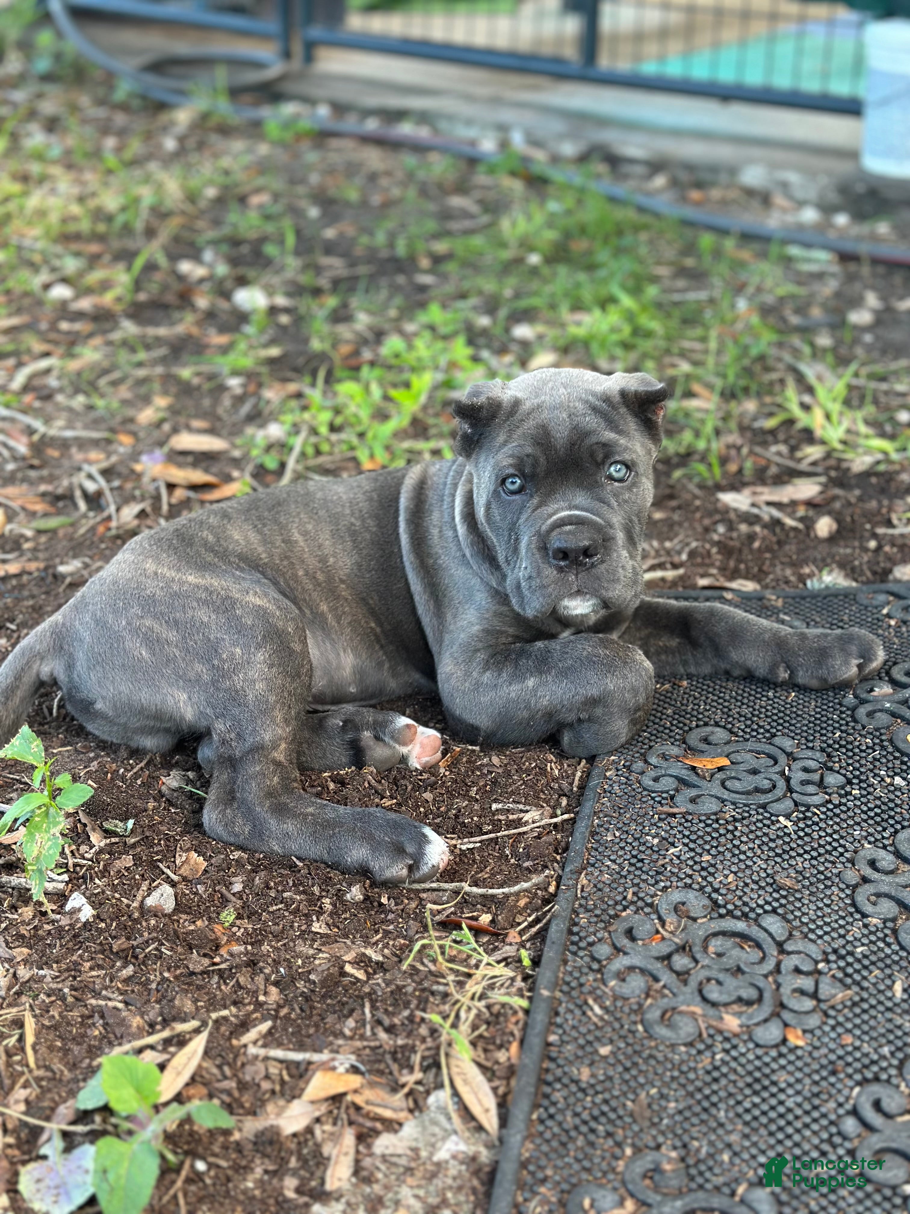 Cane Corso dogs Monte Carlo  - Ad 2
