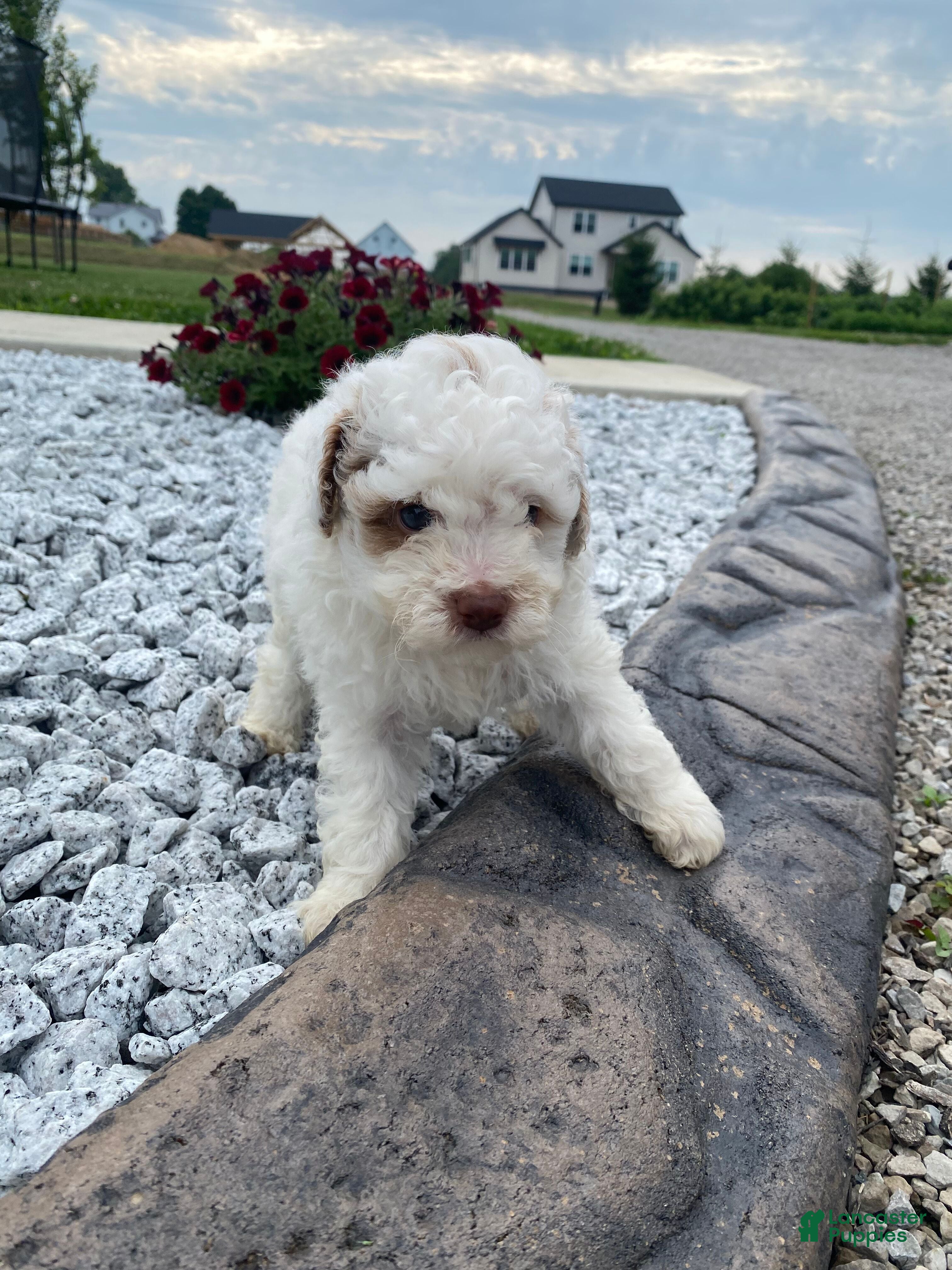 Miniature Poodle dogs Logan - Ad 2