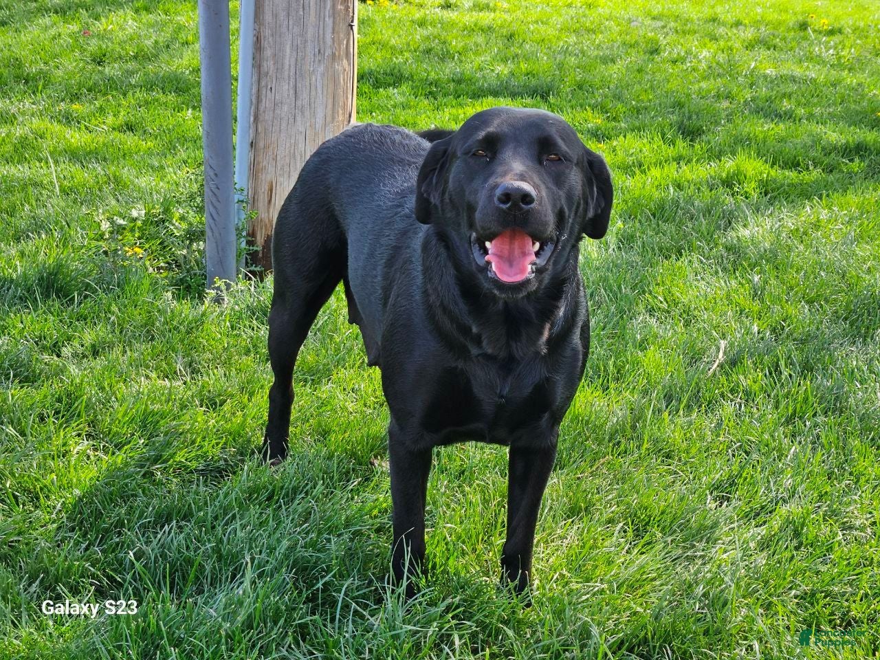 Goldador dogs LACY - Ad 2