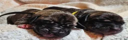 Great Dane dogs for sale: Brown collar  - Ad 8