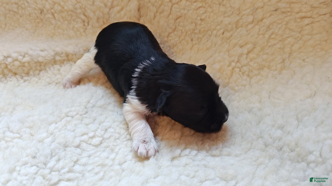 Miniature Schnauzer dogs for sale: Miniature Schnauzer Boy 1 - Ad 2