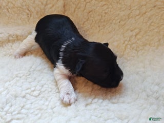 Miniature Schnauzer dogs Miniature Schnauzer Boy 1 - Ad 30