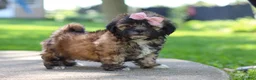Shih Tzu dogs for sale: Fiona - Ad 11