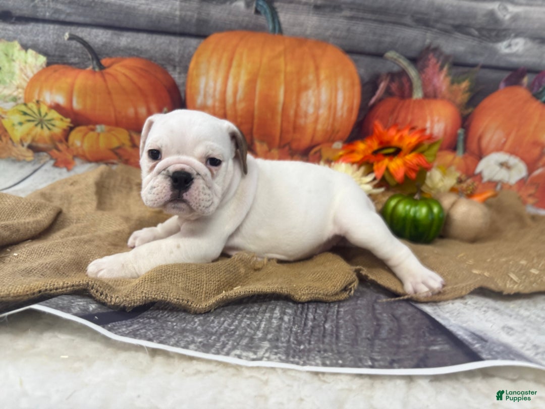 English Bulldog dogs for sale: Mayo - Ad 9