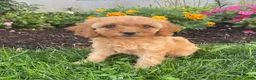 Miniature Poodle dogs for sale: Minnie - Ad 5