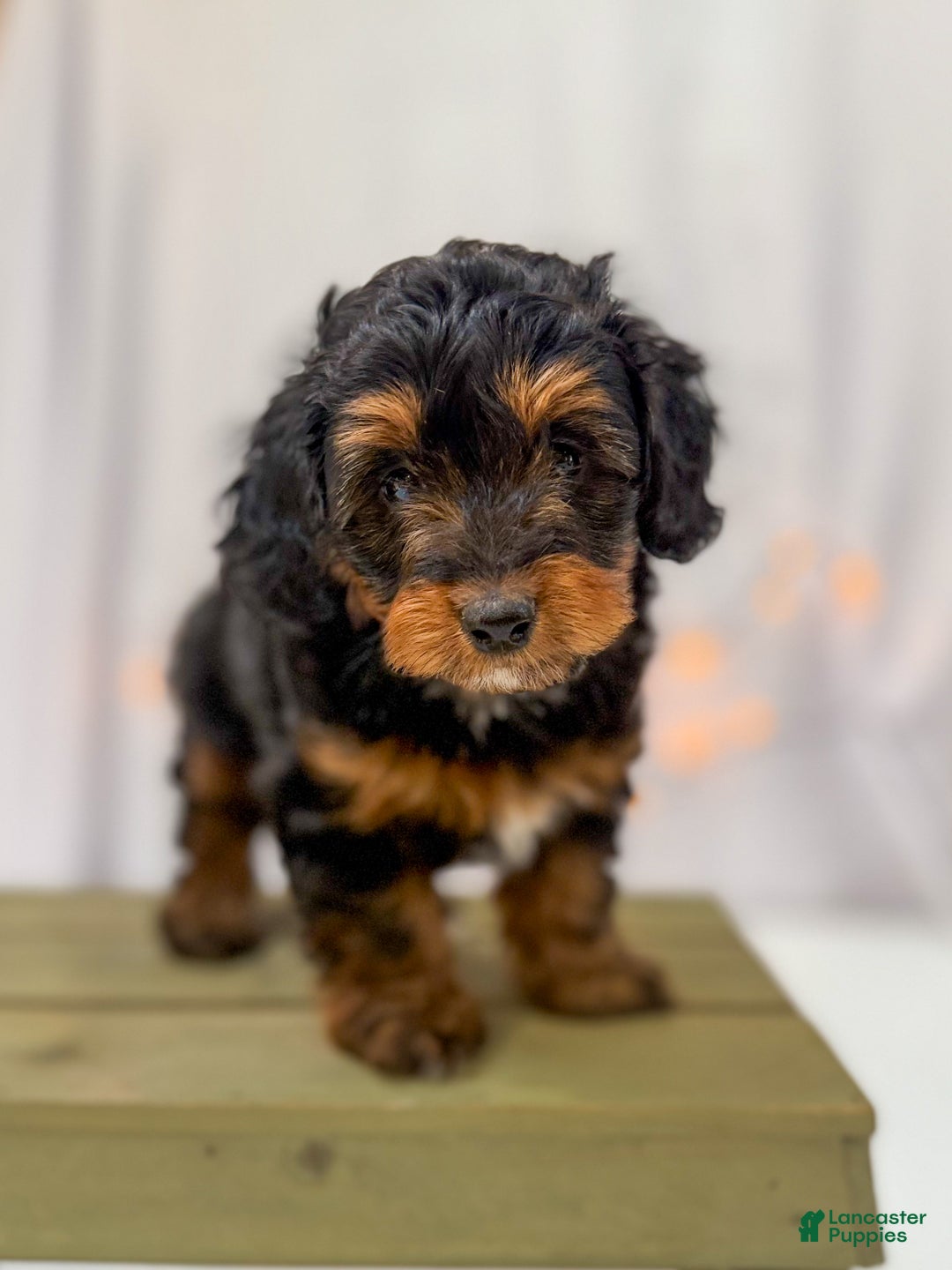 Doxiepoo dogs for sale: Isabelle - Ad 5