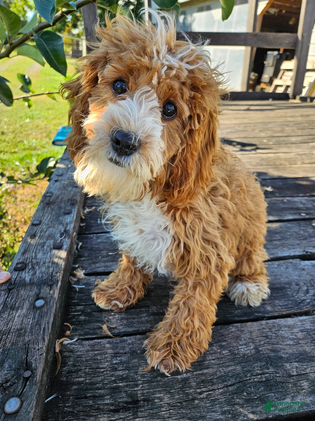 Cavapoo dogs for sale: Ella - Ad 4