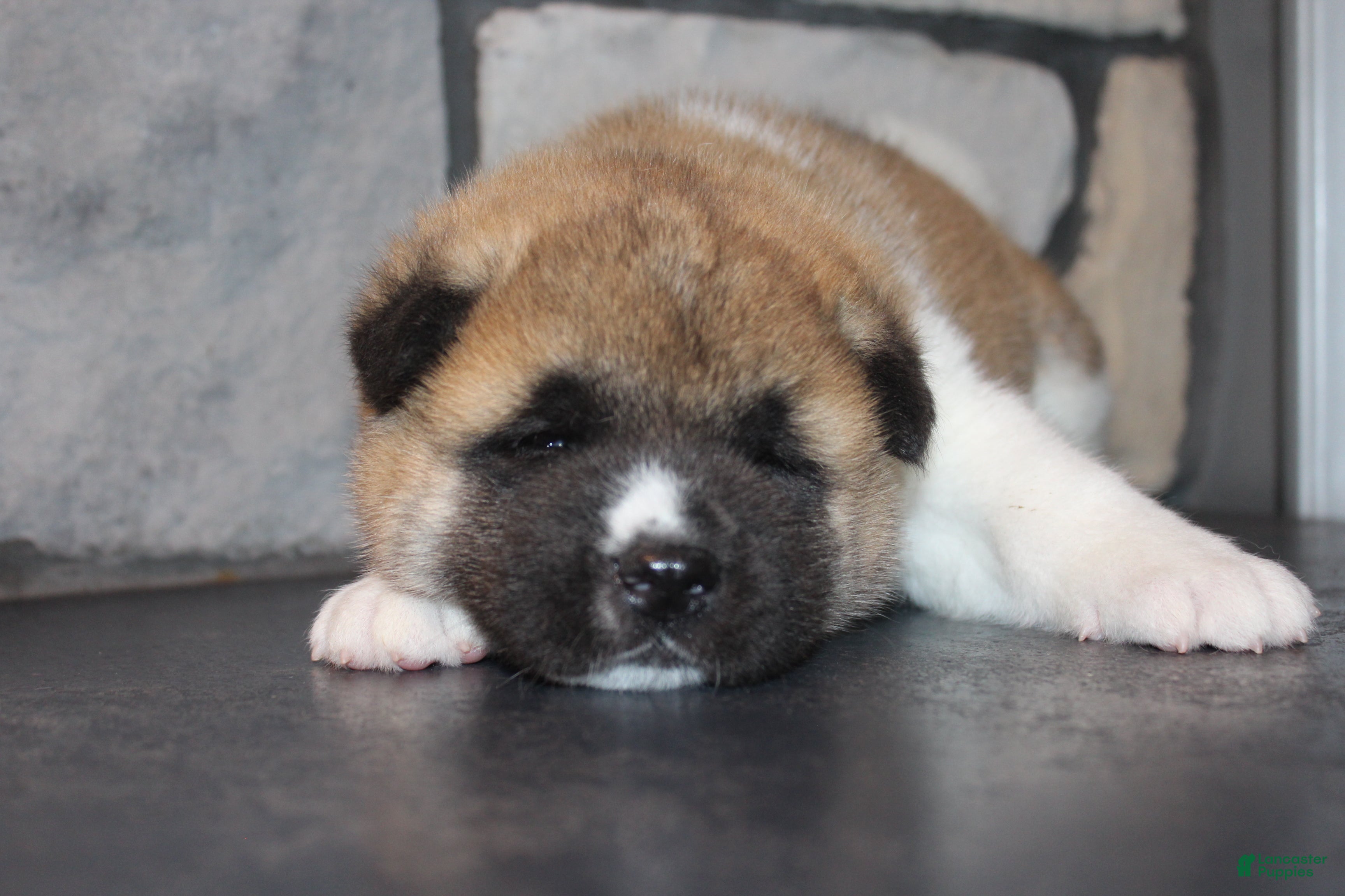Akita dogs AKC Bear - Ad 2