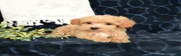Maltipoo dogs for sale: Adren - Ad 4