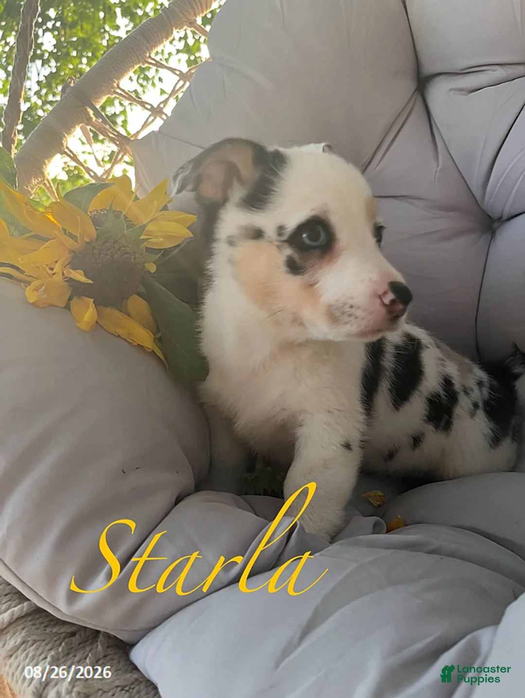 Welsh Corgi Pembroke dogs for sale: Starla - Ad 3