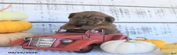 Mini Hippo dogs for sale: Cinnamon - Ad 6