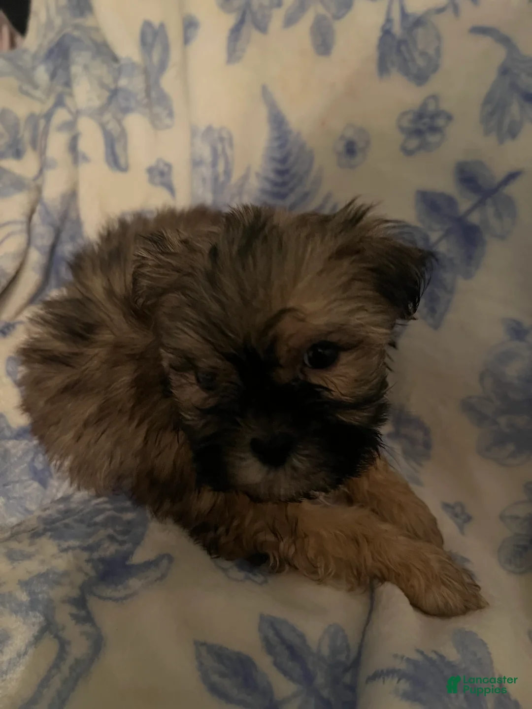 Shih Tzu dogs for sale: Shih Tzu Puppy 1 - Ad 2