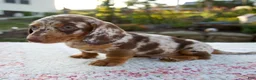 Miniature Dachshund dogs for sale: Noah - Ad 4