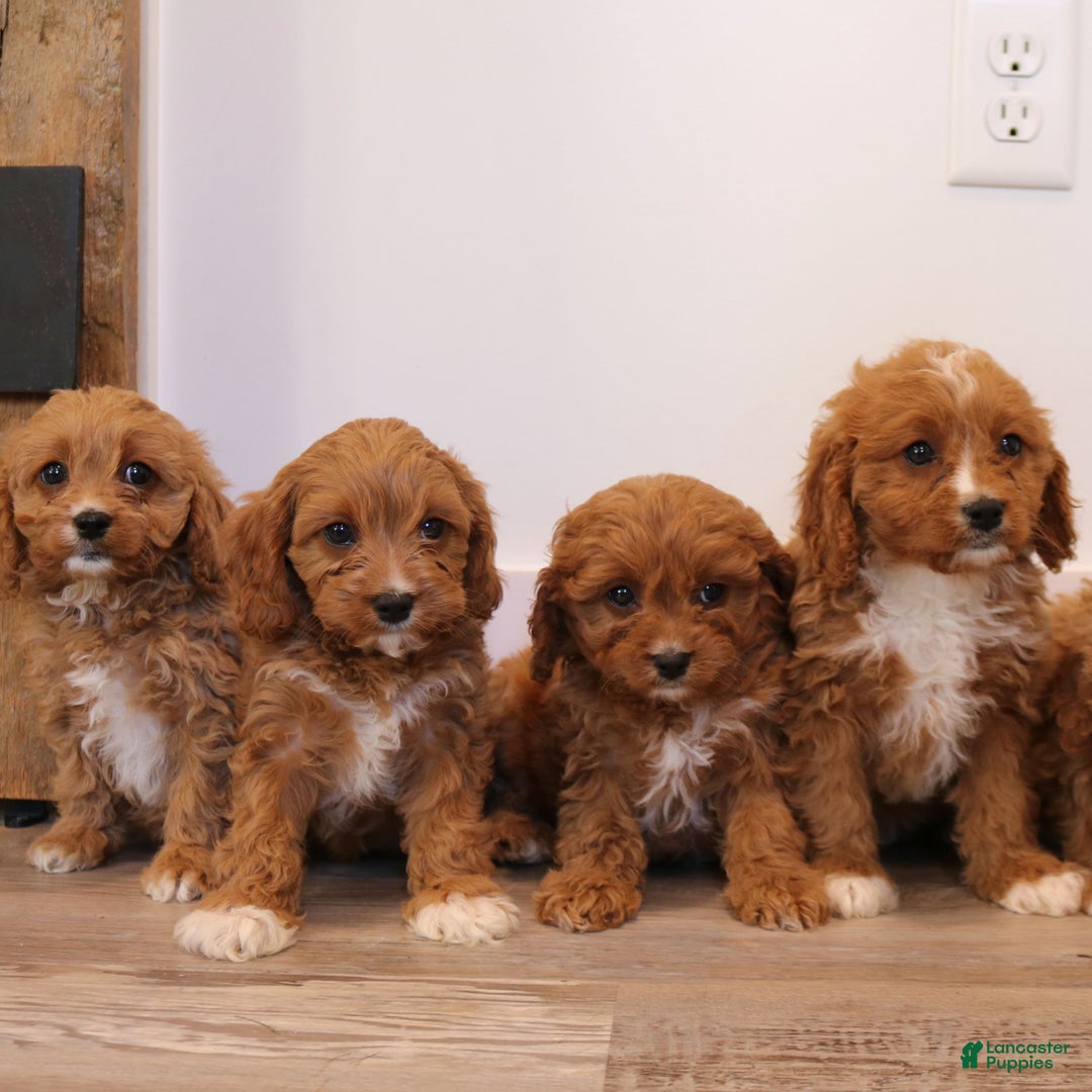 Cavapoo dogs for sale: Jasper  - Ad 5